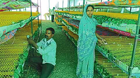 काळेगाव (ता. बार्शी) - येथील सुवर्णा व शंकर घायतिडक यांचा यशस्वी पहिला रेशीम उद्योग.