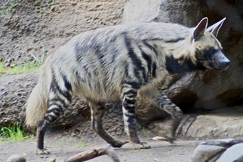 Striped_Hyena_5.jpg