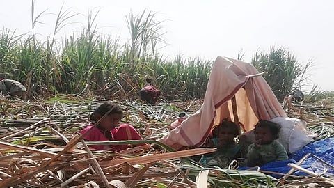 Sugar cutting Laboureres Lives