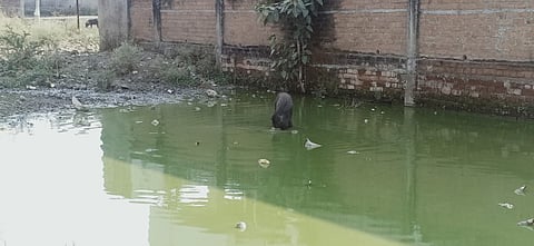 वानाडोंगरीत डेंगीने युवतीचा मृत्यू; महिलांची नगर परिषदेवर धडक 