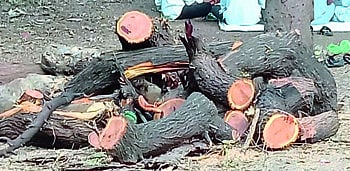 पाटणादेवी जंगलात वन्यजीव विभागाकडूनच जिवंत झाडांची कत्तल ?