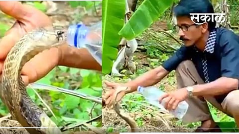a thirsty snake drinks water from a bottle Video viral