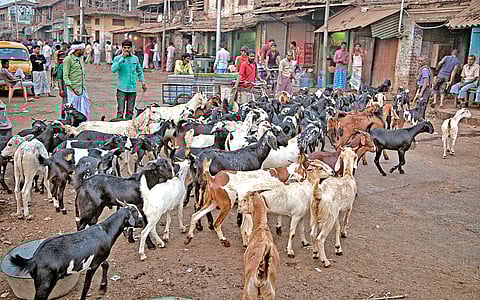 The largest goat market of Central India in Nagpur