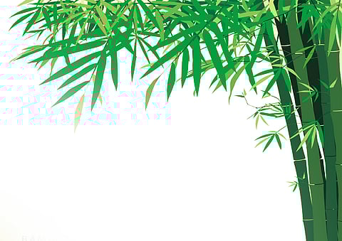 Bamboo will be planted in fallow land in Sindhudurg district