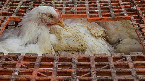 Take care of the chicken even if the bird flu is not immediate