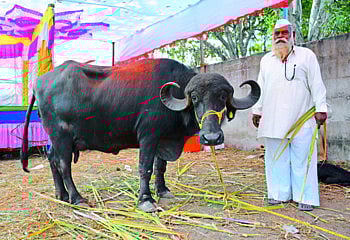 हिना - रिना म्हशींना आली  तब्बल दोन लाखांची किंमत 