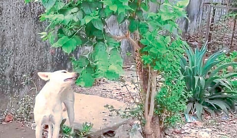 Dogs are eating green plants during lockdown