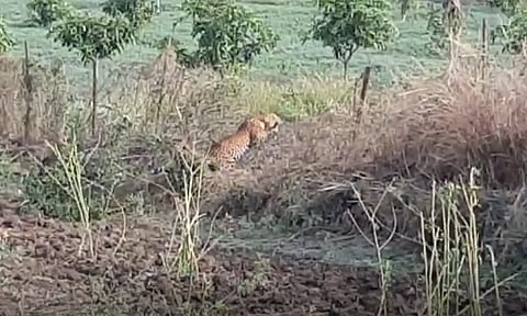 leopards again the fear in mohol taluka