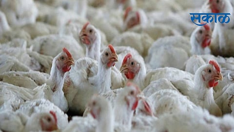 bird_flu_poultry.