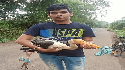 painted stork found in kolhapur