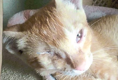  Eye surgery done on kitten in sangali