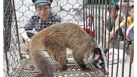 उदमांजराची (सिवेट कॅट) सुटका करताना चिनी पोलिस.