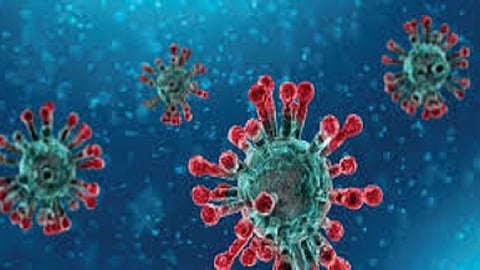 55 corona patient found  in Dapoli