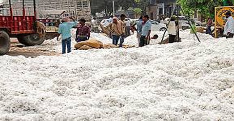 धुळे जिल्ह्यात साडेचार लाख क्विंटल कापसाची खरेदी  