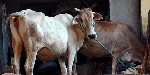 cow