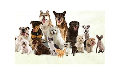 Two Dogs Were Stolen In Gadhinglaj Kolhapur Marathi News