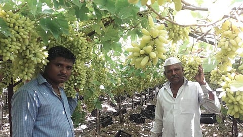 vineyard