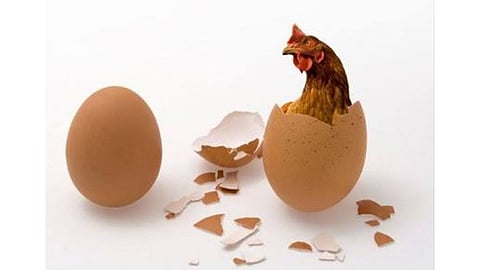 egg-and-hen.jpg