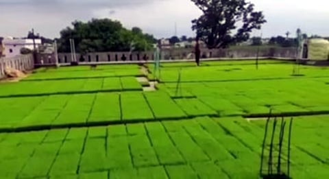 farming on the terrase