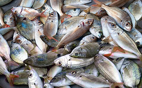 Enthusiastic response to homemade fish sales by taking online orders