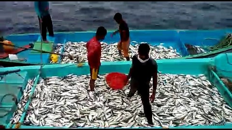 स्पेशल रिपोर्ट - माशांच्या 47 प्रजातींचे अस्तित्व धोक्‍यात !