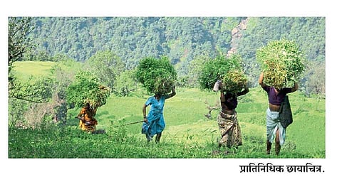 Anuja date and roshani kutti article Forest Rights Act