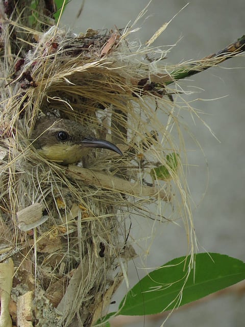 fulchokhya gharate2.jpg