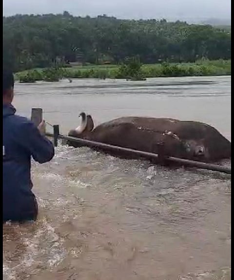 dead Gaur was found in Bhogawati river kolhapur