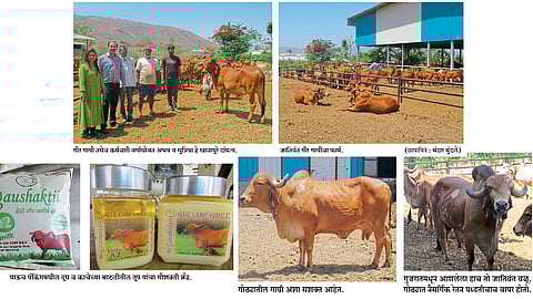जातिवंत १३२ गीर गायींचे संगोपन; सेंद्रिय दुधाचा गौशक्ती ब्रँड
