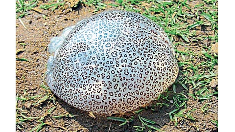 आरोसबाग - येथील नदीपात्रात असे जेली फिश हजारोंच्या संख्येने दाखल झाले आहेत.