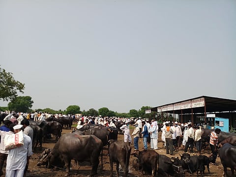 Enthusiasm as Ghodegaon cattle market started