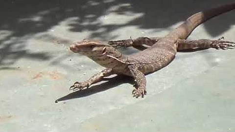 after see crocodile now the terror of the squirrel in ratnagiri people fear for this incident