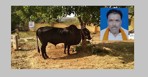 Farmers killed in ox attack at Gondia