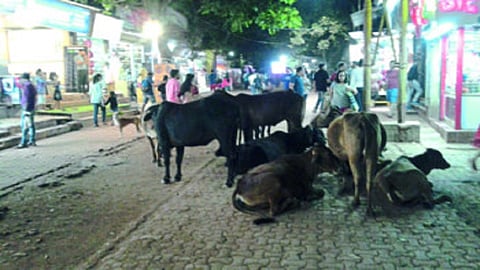 माथेरानमध्ये गुरांची गुरगुर 