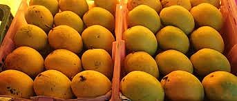 hapus mango.jpg