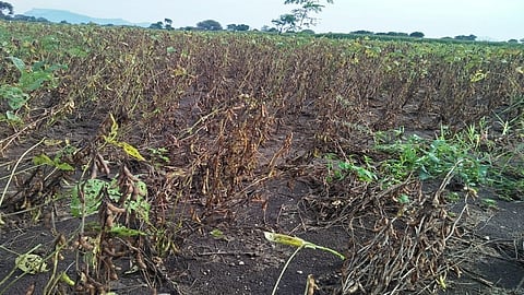 heavy rain damaged crops in nashik district marathi news