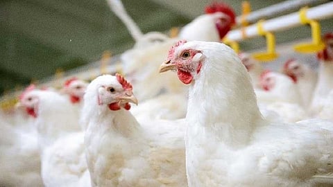 the new trend of food of poultry house businessman in sangli it's easy to businessman