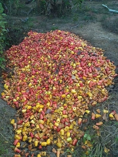 Corona impact cashew production konkan sindhudurg