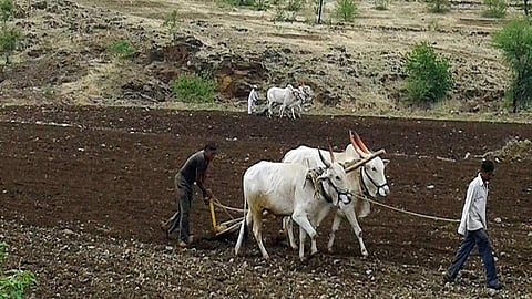 kharif hugam.jpg
