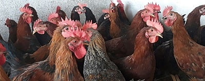  Shortage of local hens for party of Aakadi