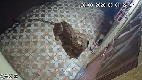 leopard.jpg