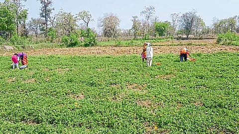 नवेगावबांध : शेतात कारली तोडताना मजूर.