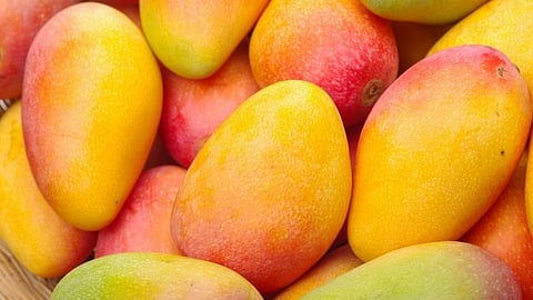 summer atmosphere effects on mango in ratnagiri