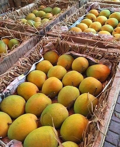 Mango arrivals have increased in the Nipani market