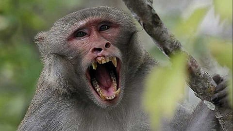 monkey