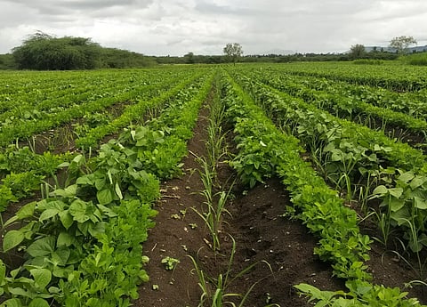 Kharif crops in Valva taluka