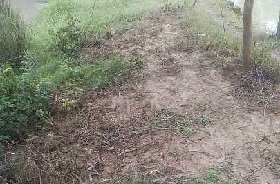 all plants are died due negligence of forestry department in sihora of bhandara