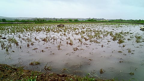 Farmers In 12 Flood-Hit Villages In Shirol Taluka Will Get Compensation Kolhapur Marathi News