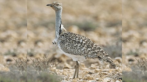 Rare bird hunting permission from Pakistan