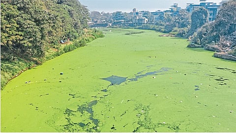 हिरव्यागार नदीचे रहस्‍य काय?